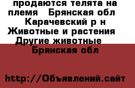 продаются телята на племя - Брянская обл., Карачевский р-н Животные и растения » Другие животные   . Брянская обл.